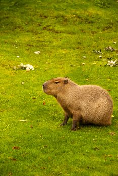 The capybara (Hydrochoerus hydrochaeris ), the largest living rodent in the world.