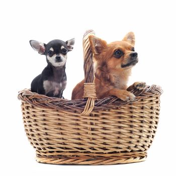 portrait of a cute purebred  puppy chihuahua in front of white background