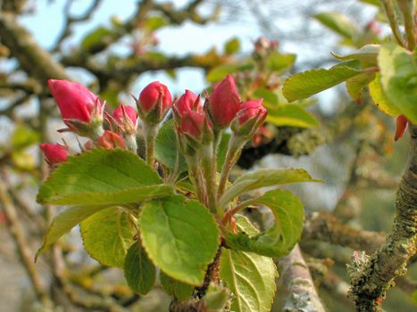  Apple Blossom