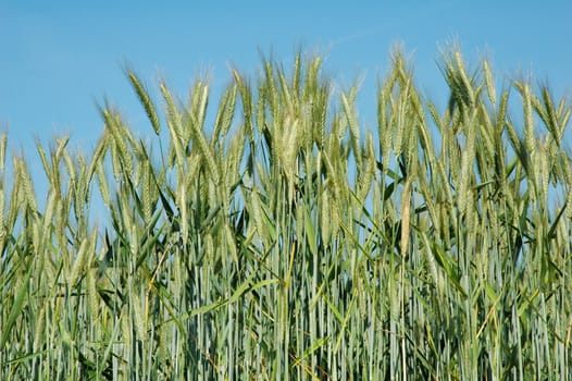 A field of  barley.