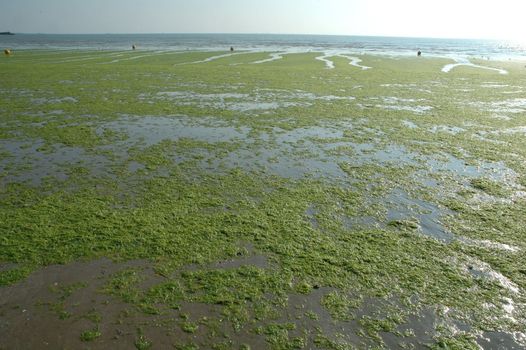 Beach invades green sea-weed

