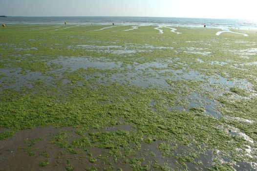 Beach invades green sea-weed
