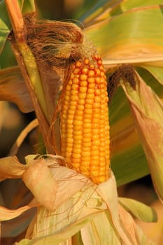 Ripe corn