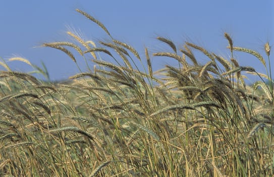 A field of  barley.