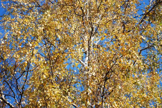 Autumn Birch Tree Crown of Yellow Leaves for Background