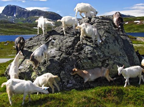 Goats in Jotunheimen national park, Norway