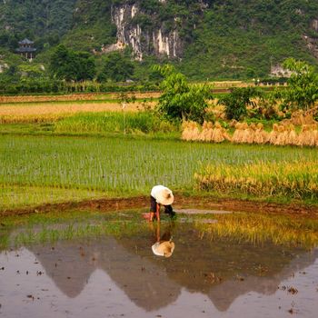 Rice Field Work in Yangshuo, Guangxi, China.