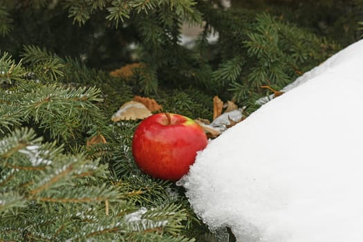 On a pine branch, among green needles the big red apple lies. Nearby on a branch a heap of snow.