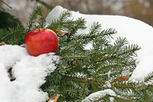 On a green branch of a pine the beautiful red apple lies. Nearby among needles the heap of snow is visible.