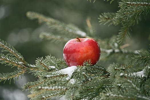 On a green branch of a pine the beautiful red apple lies. Nearby among needles the heap of snow is visible.