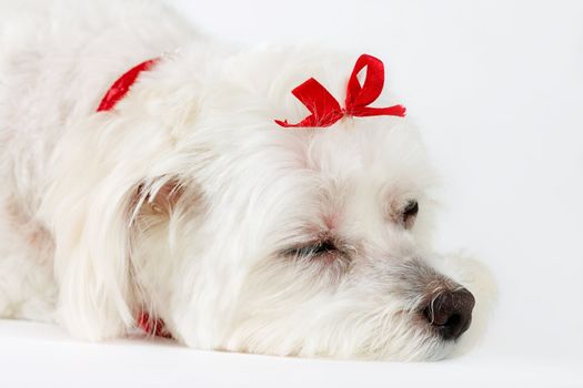 This photo shows a tired or sleepy dog on a white background.  Focus on face.