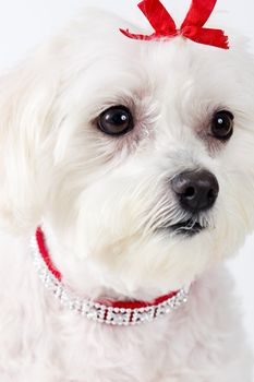 Portrait of an attentive white Maltese Terrier.
