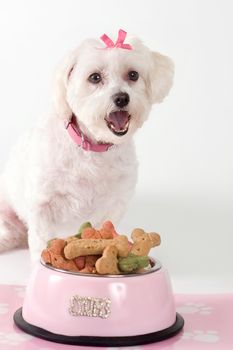 Barking dog sitting by a bowl of dog food