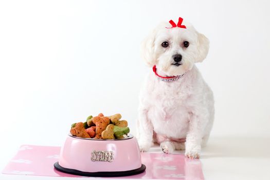 Obedient dog sitting by a bowl of dog food.