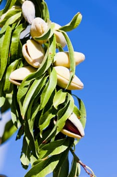 almond tree, Portugal