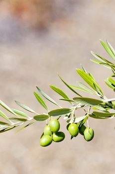 olive tree, Portugal