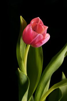 Pretty tulip and foilage on a dark background
