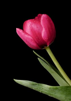 A red tulip with beads of water on petals, stem and leaves against a dark background