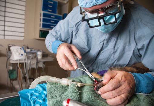 Veterinarian performing dental extraction on small dog