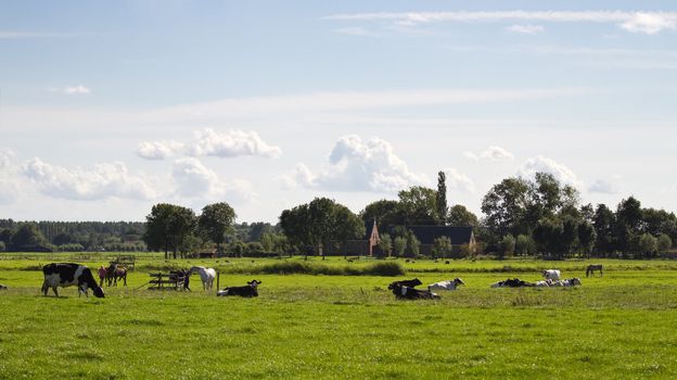 Dutch polder landscape with farms, horses and cows on sunny summer afternoon