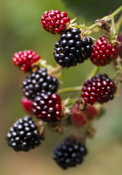 Branch with red and black riping brambleberries in summersun - shallow dof