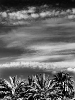 Beautiful summer skies with a hint of cloud, over palm tree skyline