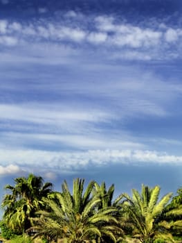 Beautiful summer skies with a hint of cloud, over palm tree skyline