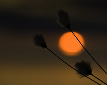 Three flowers in front of sun going down in the evening!