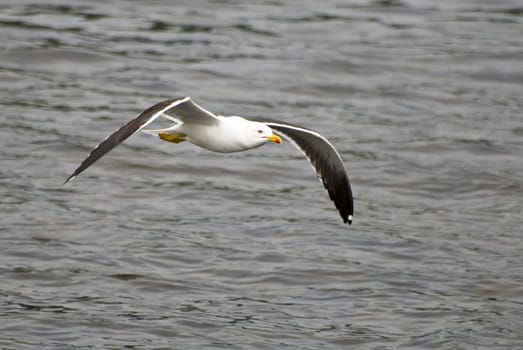 Seagull flying over the water surface!