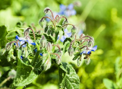 Lone worker bee collecting pollen from a wild growing flower