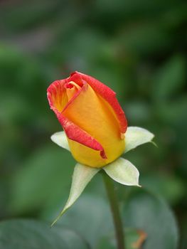 Very beautiful rose