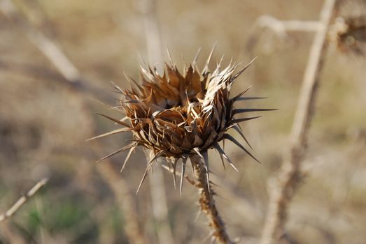 Lonely prickle in the dried up desert