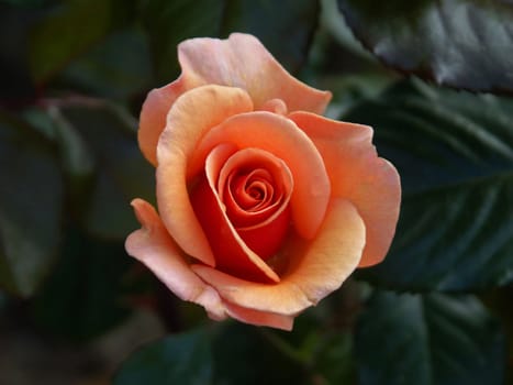 Very beautiful rose