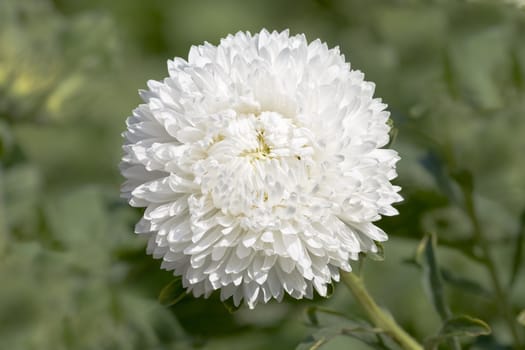 In a garden white asters grew