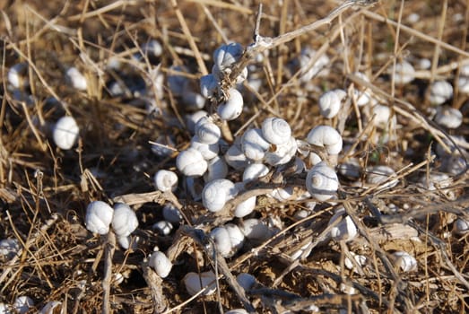 Invasion of snails in desert Negev