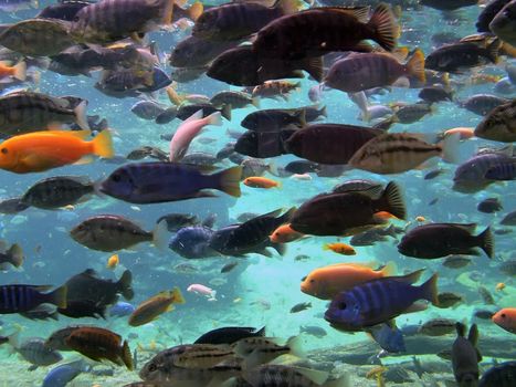 Tropical fish in vast numbers on ocean seabed