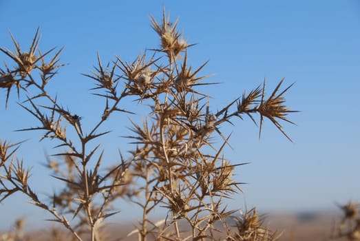 Prickly beauty on a background of the blue sky