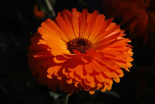 Orange gerbera on a dark background close up 