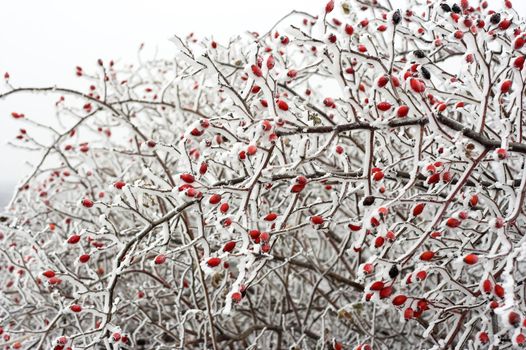 Snow covered Rose hips in winter 