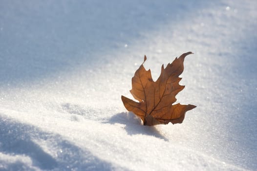 A old leaf in snow