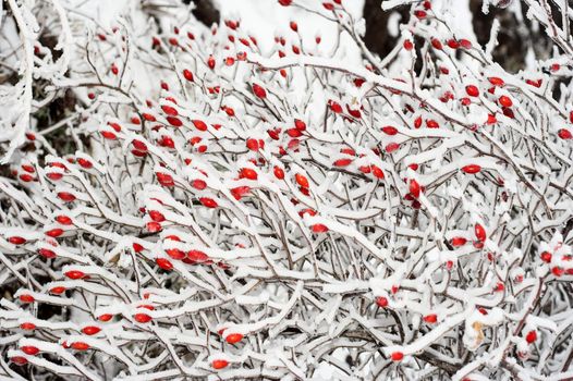 Snow covered Rose hips in winter 