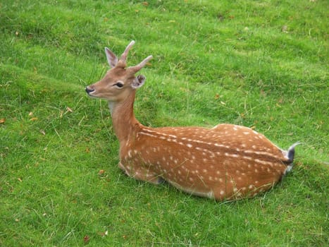 Deer resting on a grass and chewing his cud