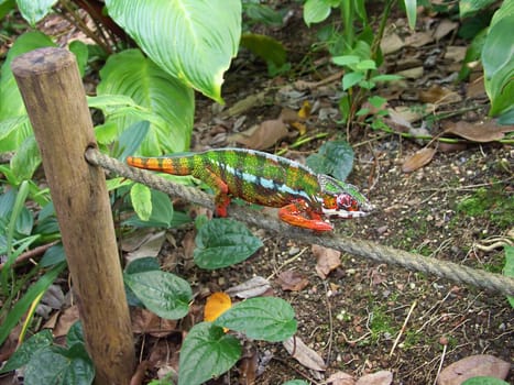 The chameleon creeps on a cord