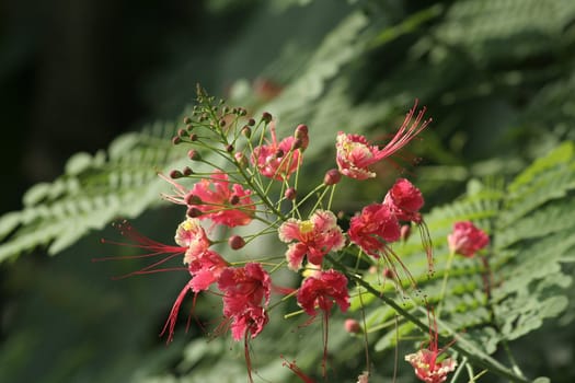 Unusual flowers