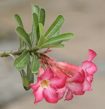 Pink azalea flowers