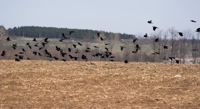 Flying birds over the field