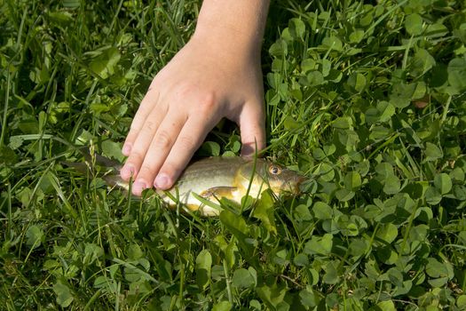 Fish on the grass