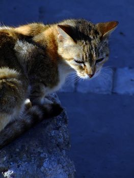 Stray Cats - Various imagery depicting stray street cats typical of the streets of Malta