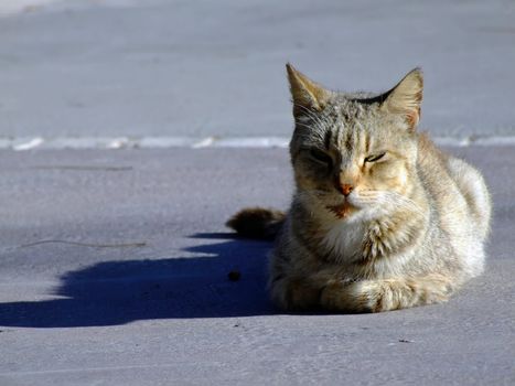 Stray Cats - Various imagery depicting stray street cats typical of the streets of Malta