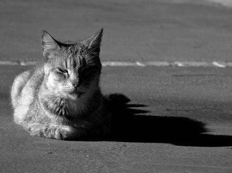 Stray Cats - Various imagery depicting stray street cats typical of the streets of Malta